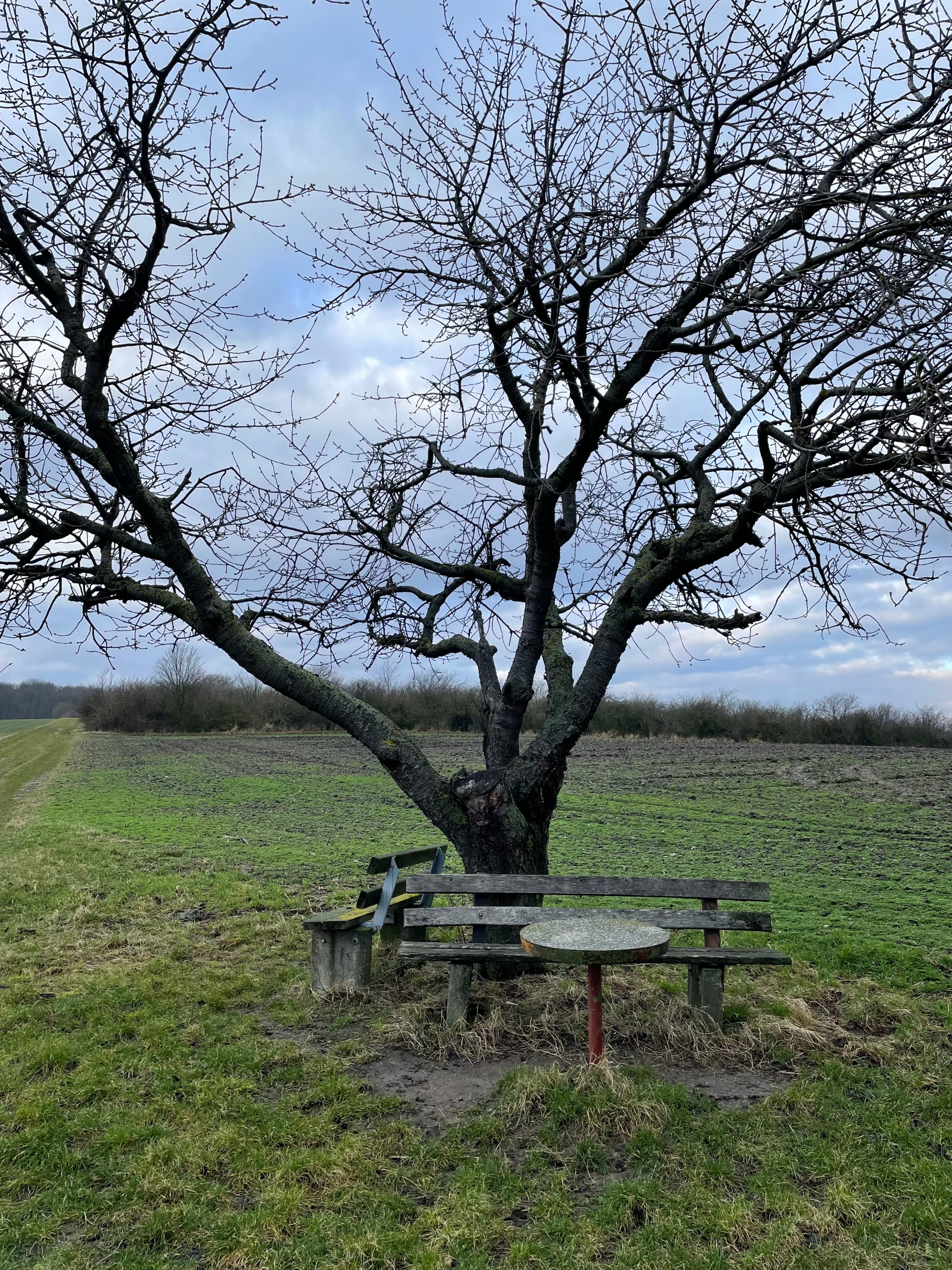Baum