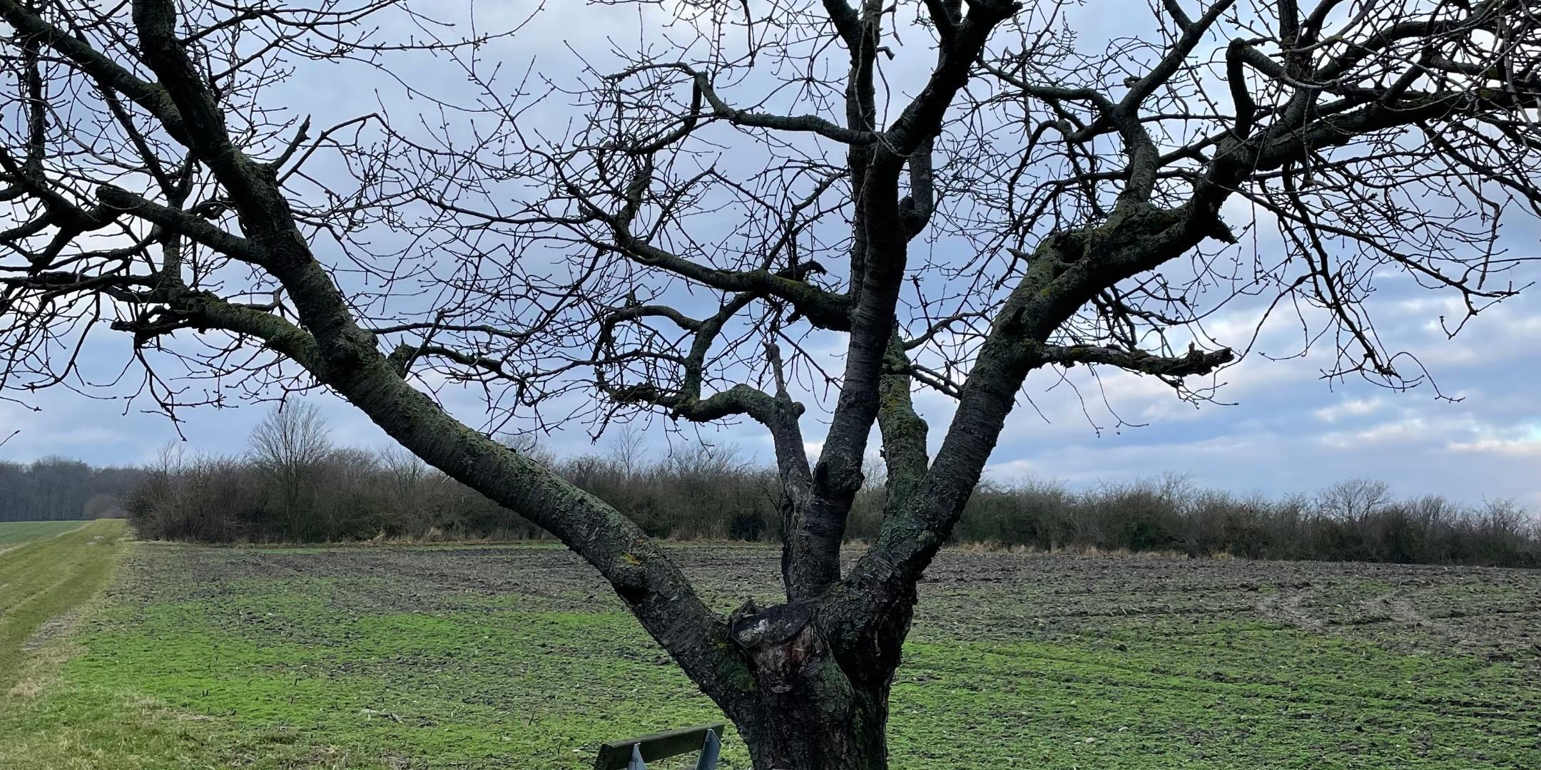 Baum