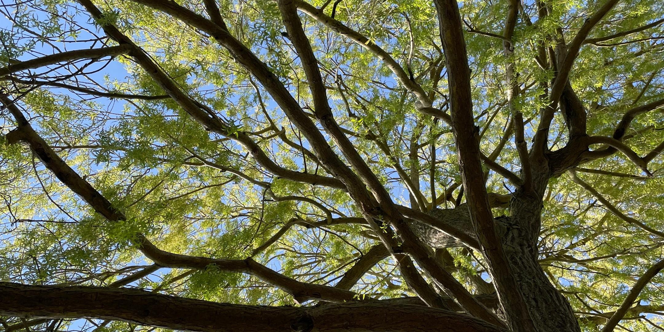 Grünender Baum