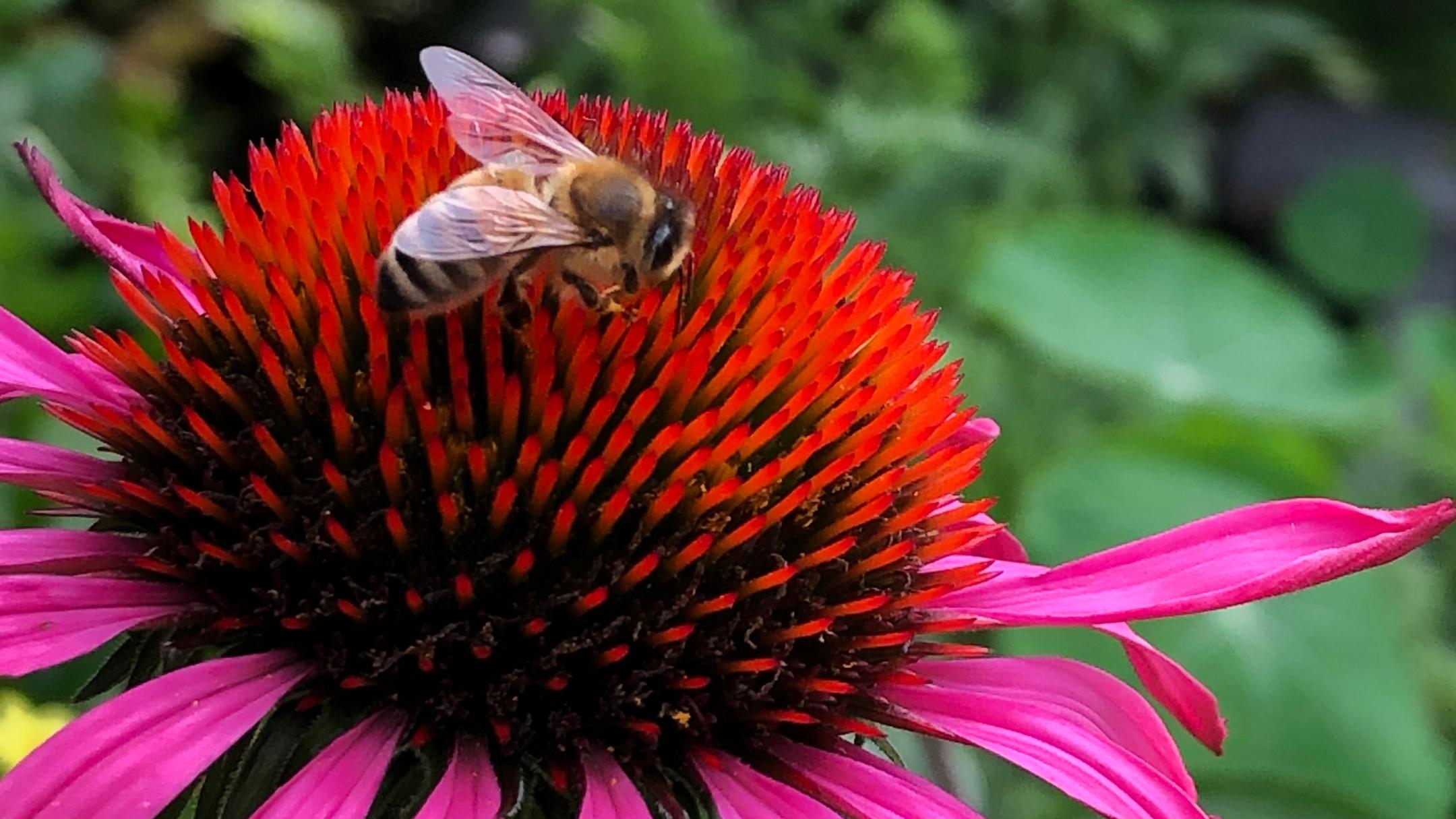 Eine Honigbiene mit durchscheinenden Flügeln sammelt Nektar auf der leuchtend roten Blüte eines Purpur-Sonnenhuts (Echinacea purpurea). Die Blütenblätter sind kräftig pink und leicht nach unten gebogen, während der Hintergrund aus unscharfem grünem Laub besteht. Die Nahaufnahme zeigt die feinen Details der Biene und der Blüte. (Alt-Text erstellt mit Unterstützung von ChatGPT)