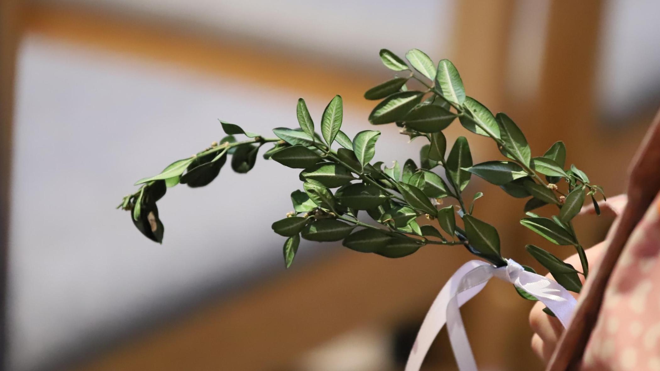 Auf dem Foto zu sehen sind Palmzweige